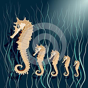A family of seahorses vector illustration