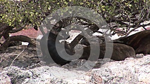 Family seal lion relax on beach of Galapagos Islands.