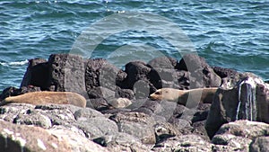 Family of seal with a small newborn baby pups relax on beach Galapagos.