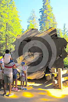 Family in Sequoia National Park viewing a large crossection of an ancient sequoia
