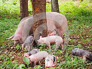 Family of seven pigs in the forest, mellid, la coruÃÂ±a, spain, europe photo