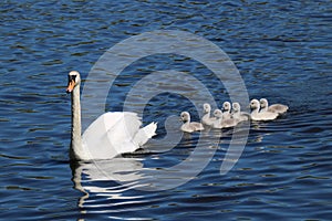 The Magnificent Seven: Family of Mute Swan Cygnets with their Mother