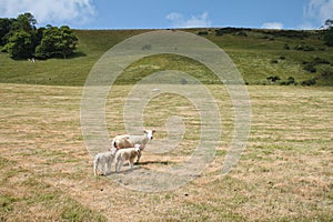 Family of sheep in a grassy field with hills in the background