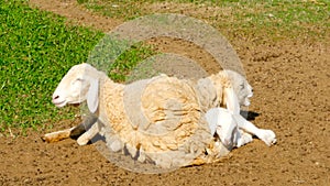 Family of sheep restn in the sun rays.