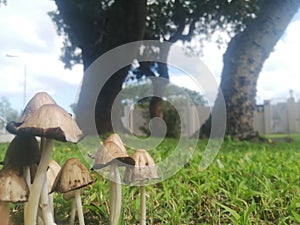 Family of shrooms - extreme closeup 1