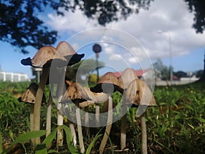 Family of shrooms - extreme closeup 2