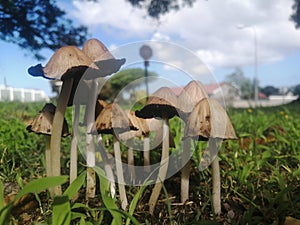 Family of shrooms - extreme closeup 3