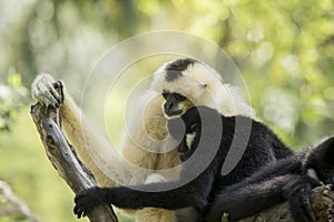 Family of sia mang gibbon on tree branch