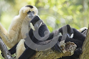 Family of siamang gibbon on tree branch