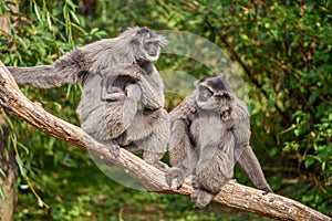 Family of silvery gibbons with a newborn photo