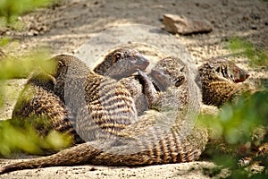 Family of six banded mongooses huddled together in the desert sand