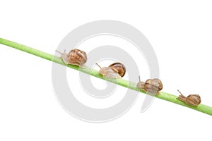 Family of snail climbing