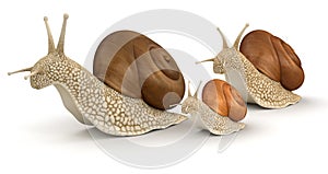 Family Snails (clipping path included)