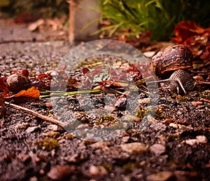 Family of snails