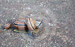 Family of snails on the ground. Concept of slowness, resilience, symbol of laziness photo