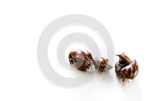 Slimy brown snails isolated on white background
