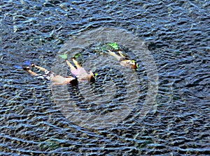 Family snorkeling together