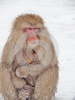 Family of Snow monkeys, Mom and Baby monkey