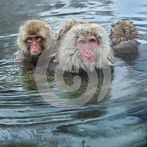 Family of Snow monkeys in water of natural hot springs. The Japanese macaque Scientific name: Macaca fuscata, also known as the