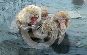 Family of Snow monkeys in water of natural hot springs. The Japanese macaque ( Scientific name: Macaca fuscata), also known as the
