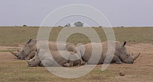 A crash of southern white rhinos resting in the wild Ol Pejeta Conservancy Kenya photo