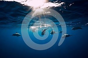 Family of Spinner dolphins in tropical ocean with sunlight. Dolphins swim in underwater