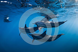 Family of Spinner dolphins in tropical ocean with sunlight. Dolphins swim in underwater