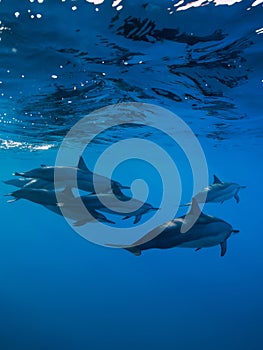 Family of Spinner dolphins in tropical ocean with sunlight. Dolphins in underwater