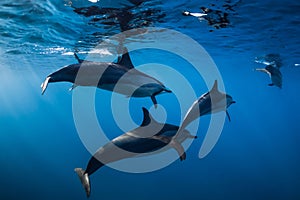 Family of Spinner dolphins in tropical ocean with sunlight. Dolphins in underwater