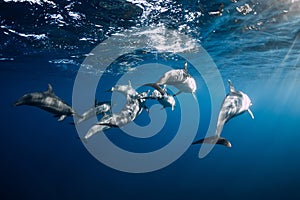 Family of Spinner dolphins in tropical ocean with sunlight. Dolphins in underwater