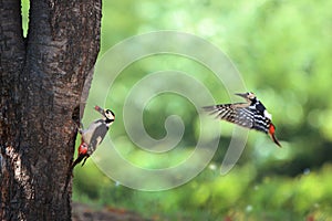 A family of spotted woodpeckers feeding their young in a nest in a tree hole