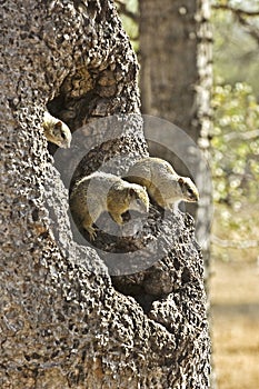 Family of squirrels in a tree house