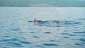 Family of Stenellalongirostris dolphins jumping out of the water in the open clear sea
