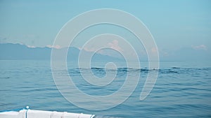 Family of Stenellalongirostris dolphins jumping out of the water in the open clear sea