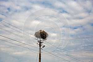 family of storks with chicks in a nest