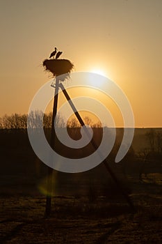 Family of Storks. Large bird`s nest on an electric pole. A pair of big birds.