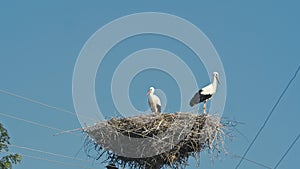 Family of storks in a large nest. Blue sky.