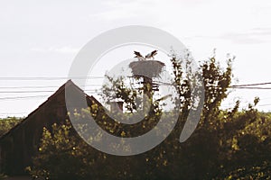 Family of storks living on a nest they made on top of an electricity pole in a rural area of Romania, at dusk. Wild animals living