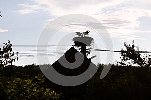 Family of storks living on a nest they made on top of an electricity pole in a rural area of Romania, at dusk. Wild animals living