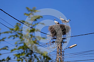 Family of storks living on a nest they made on top of an electricity pole in a rural area of Romania. Wild animals living between