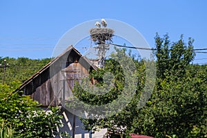 Family of storks living on a nest they made on top of an electricity pole in a rural area of Romania. Wild animals living between