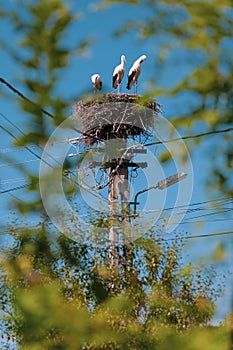 Family of storks living on a nest they made on top of an electricity pole in a rural area of Romania. Wild animals living between