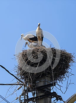 Family of storks living on a nest they made on top of an electricity pole in a rural area of Romania. Wild animals living between