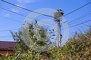 Family of storks living on a nest they made on top of an electricity pole in a rural area of Romania. Wild animals living between