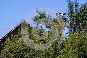 Family of storks living on a nest they made on top of an electricity pole in a rural area of Romania. Wild animals living between