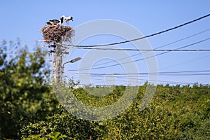 Family of storks living on a nest they made on top of an electricity pole in a rural area of Romania. Wild animals living between