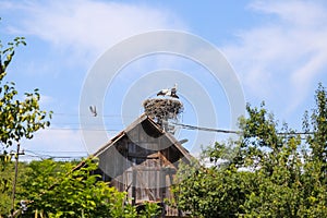 Family of storks living on a nest they made on top of an electricity pole in a rural area of Romania. Wild animals living between