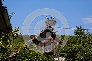 Family of storks living on a nest they made on top of an electricity pole in a rural area of Romania. Wild animals living between