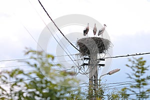 Family of storks living on a nest they made on top of an electricity pole in a rural area of Romania. Wild animals living between