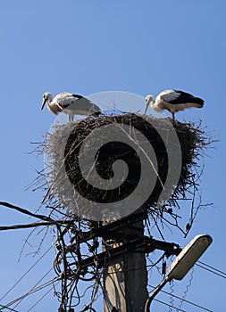 Family of storks living on a nest they made on top of an electricity pole in a rural area of Romania. Wild animals living between